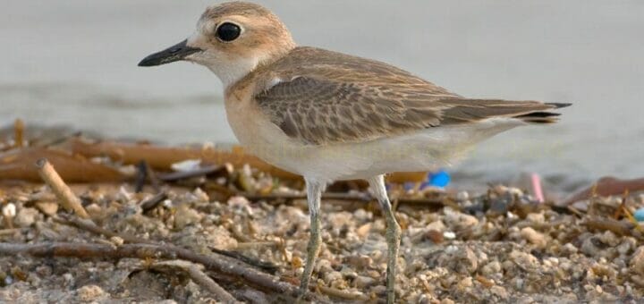 Juvenile Greater Sand Plover standing on the ground near water