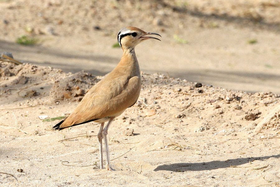 A single Cream-coloured Courser Cursorius cursor in the hot desert of July