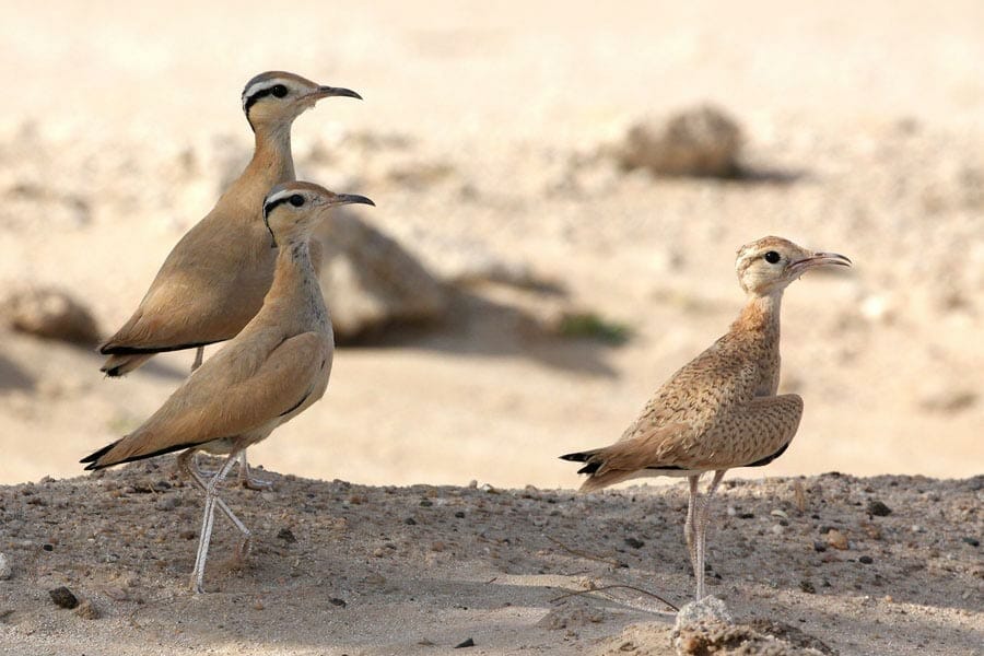 2 adults and a juvenile Cream-coloured Courser Cursorius cursor in the desert