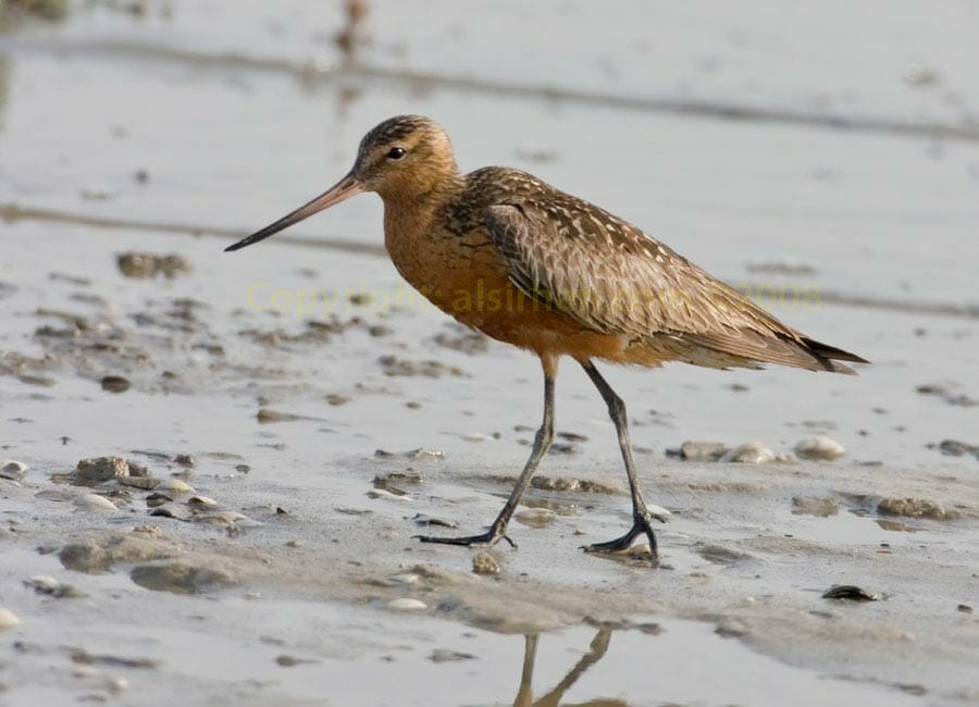 Bar-tailed Godwit Limosa lapponica walking in sea mud