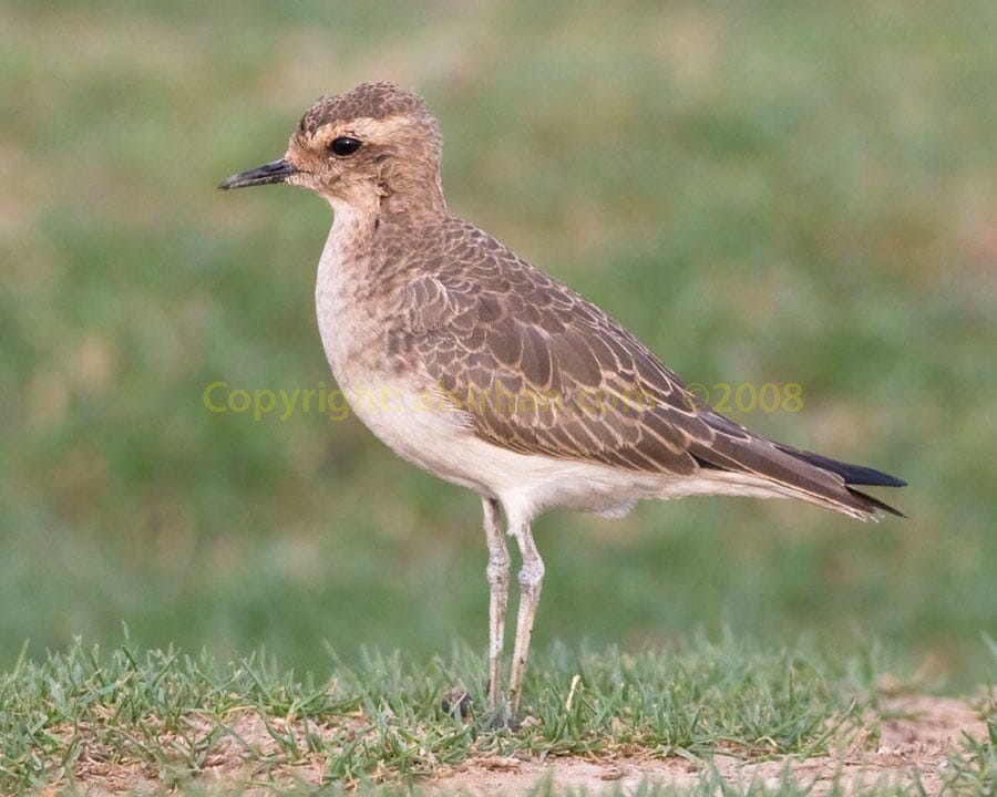 Juvenile Caspian Plover with green background