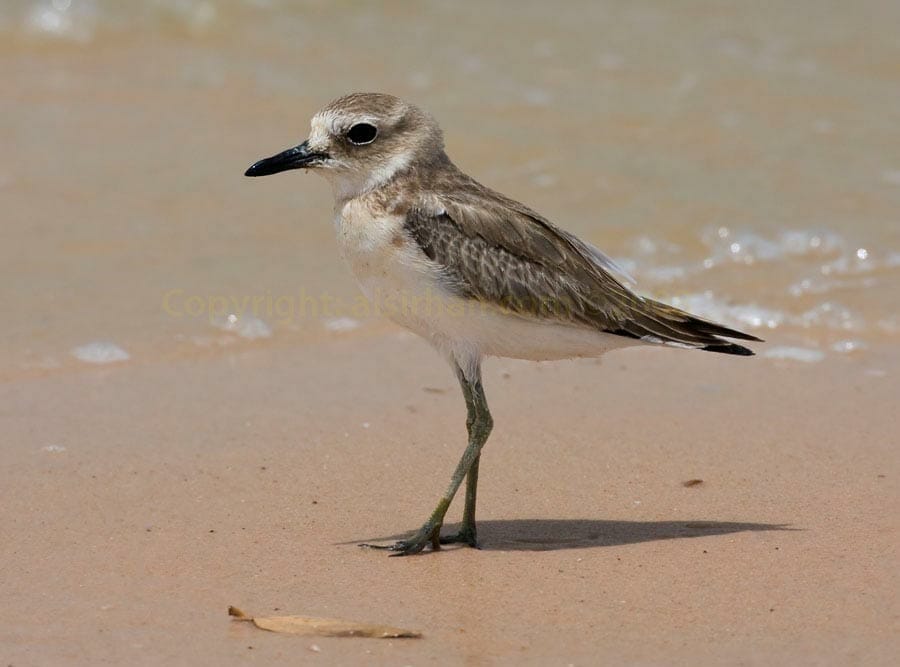 Greater Sand Plover Anarhynchus leschenaultii