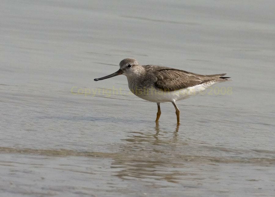 Terek Sandpiper running on sea mud