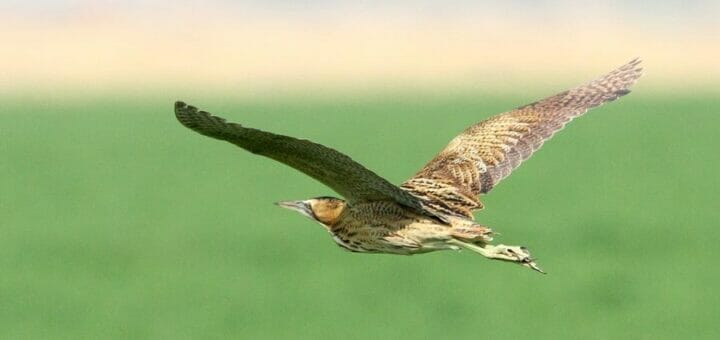 Eurasian Bittern flying over a green field