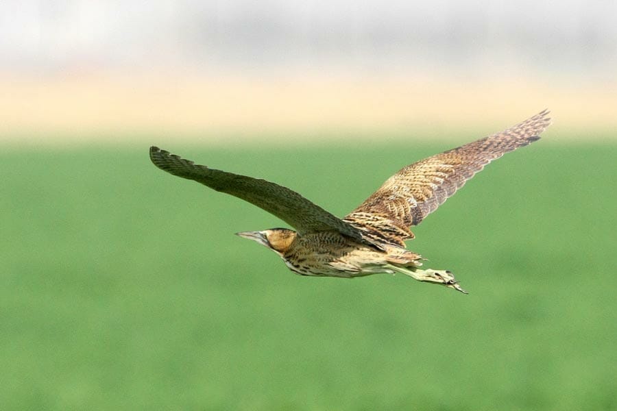 Eurasian Bittern flying over a green field