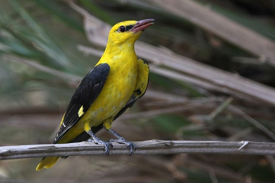 Eurasian Golden Oriole Oriolus oriolus