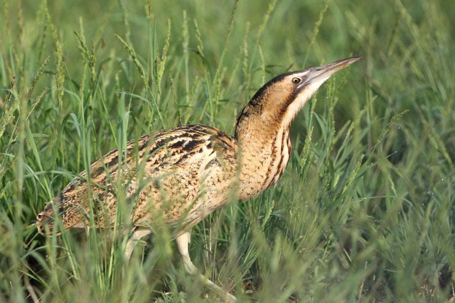 Eurasian Bittern Botaurus stellaris