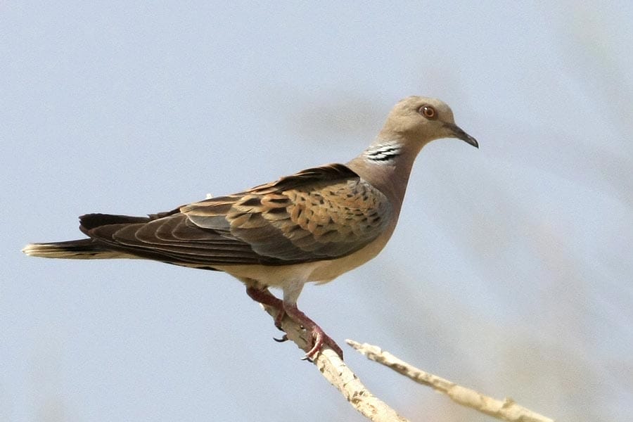 European Turtle Dove Streptopelia turtur on a branch