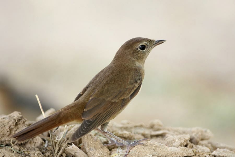 Thrush Nightingale Luscinia luscinia