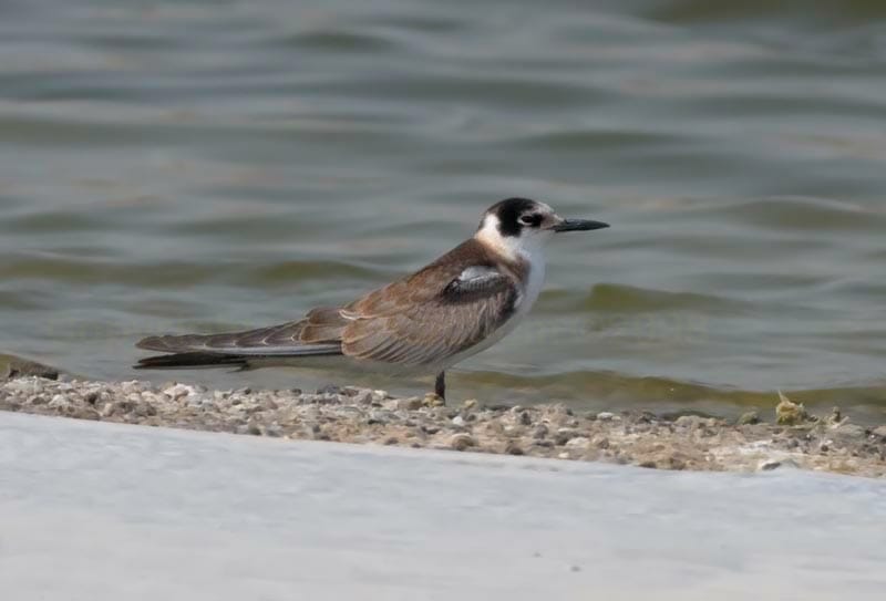 Black Tern standing near shoreline