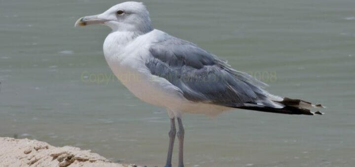 Caspian Gull standing at the edge of shoreline