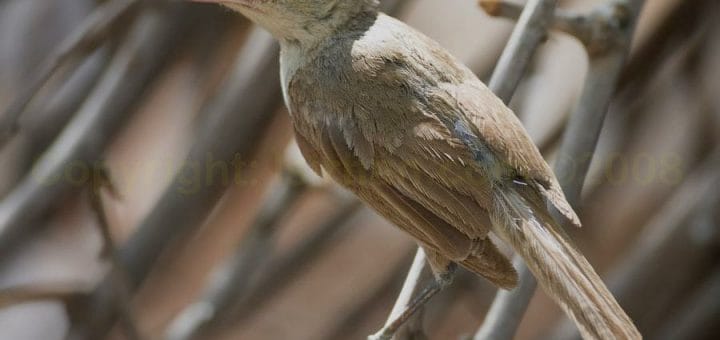 Indian Reed Warbler perching on reed stems
