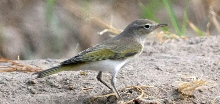 Eastern Bonelli’s Warbler on a rock