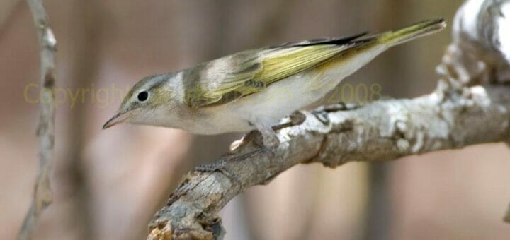 Eastern Bonelli’s Warbler on a branch