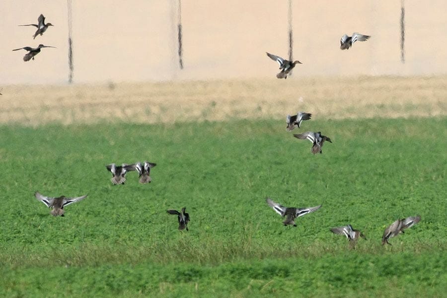 Garganey Anas querquedula landing on a gren field