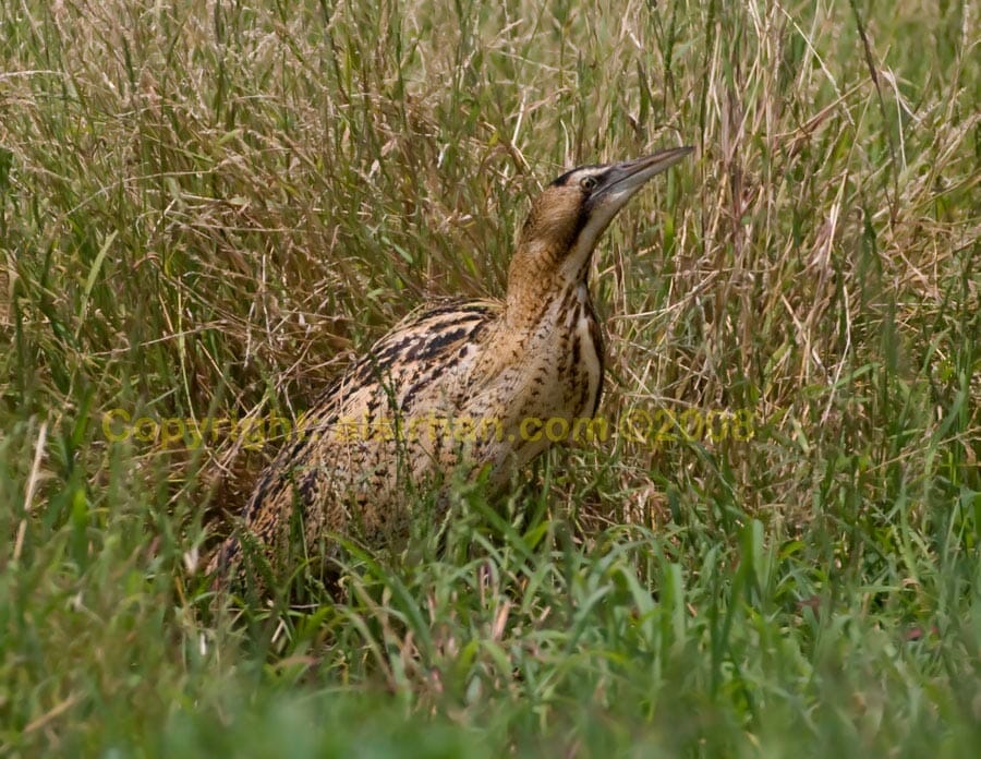 Eurasian Bittern Botaurus stellaris hiding in grass