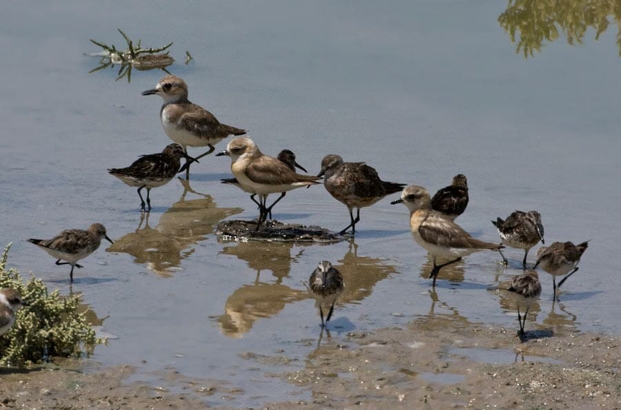 A flock!