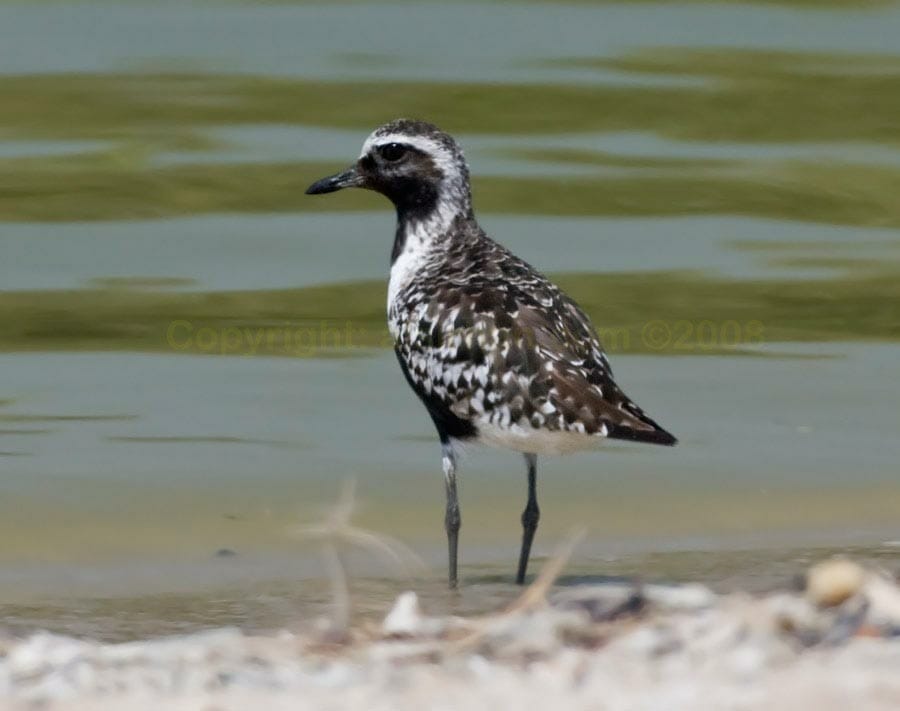 Grey Plover