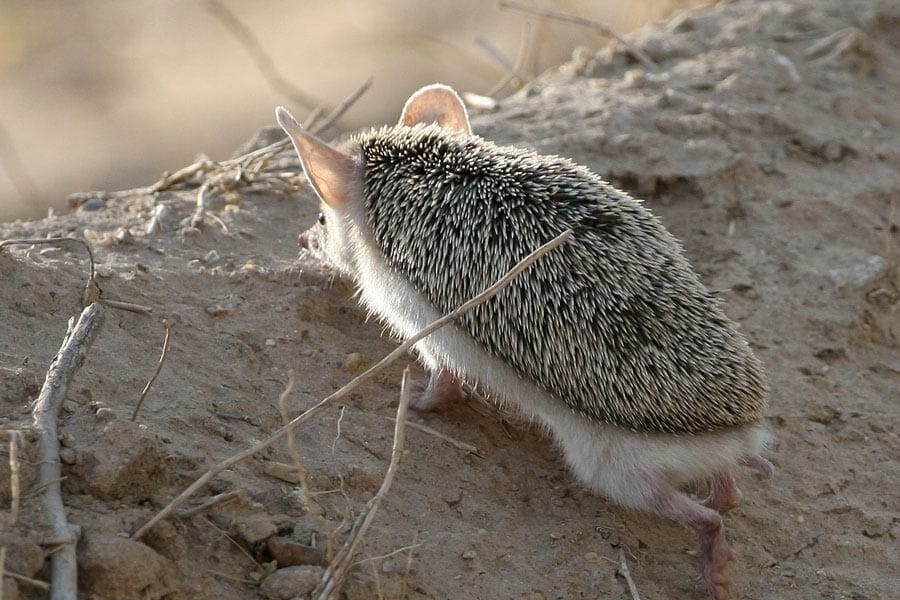 Long-eared Hedgehog Hemiechinus auritus on ground