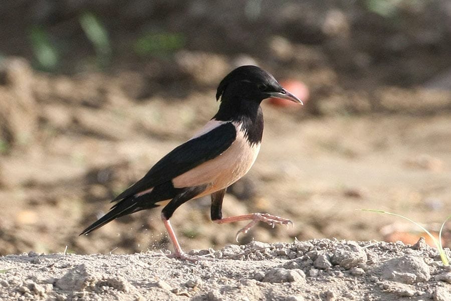 Rose-coloured Starling Pastor roseus on ground