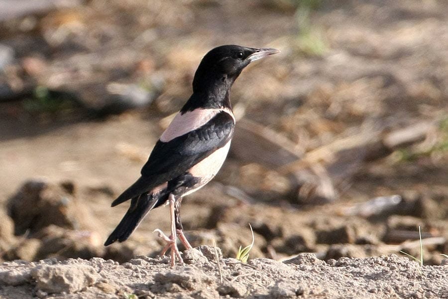 Rose-coloured Starling Pastor roseus on ground