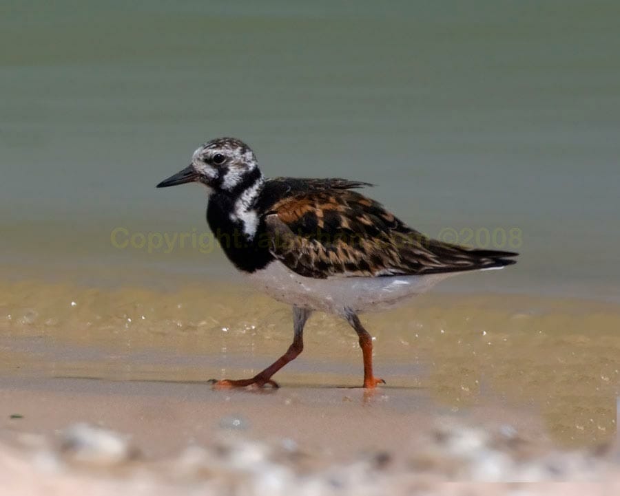 Ruddy Turnstone