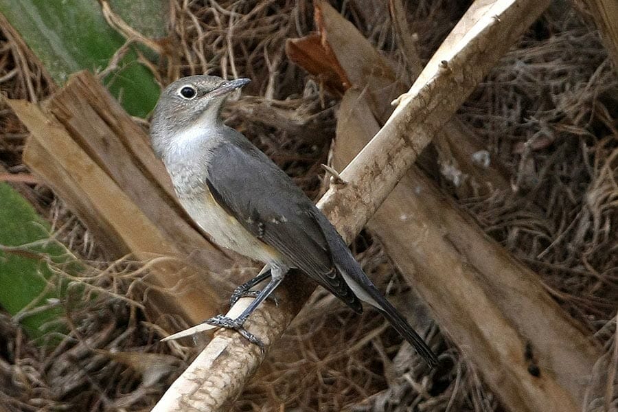 White-throated Robin Irania gutturalis on a branch