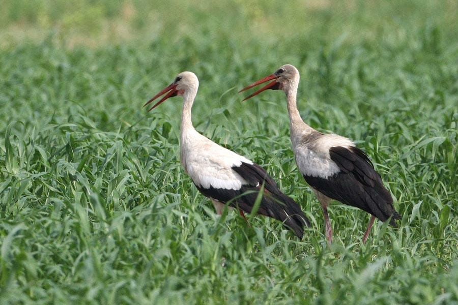 Western White Stork in a green field