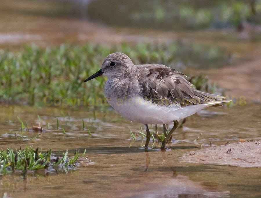 Temminck’s Stint standing in water