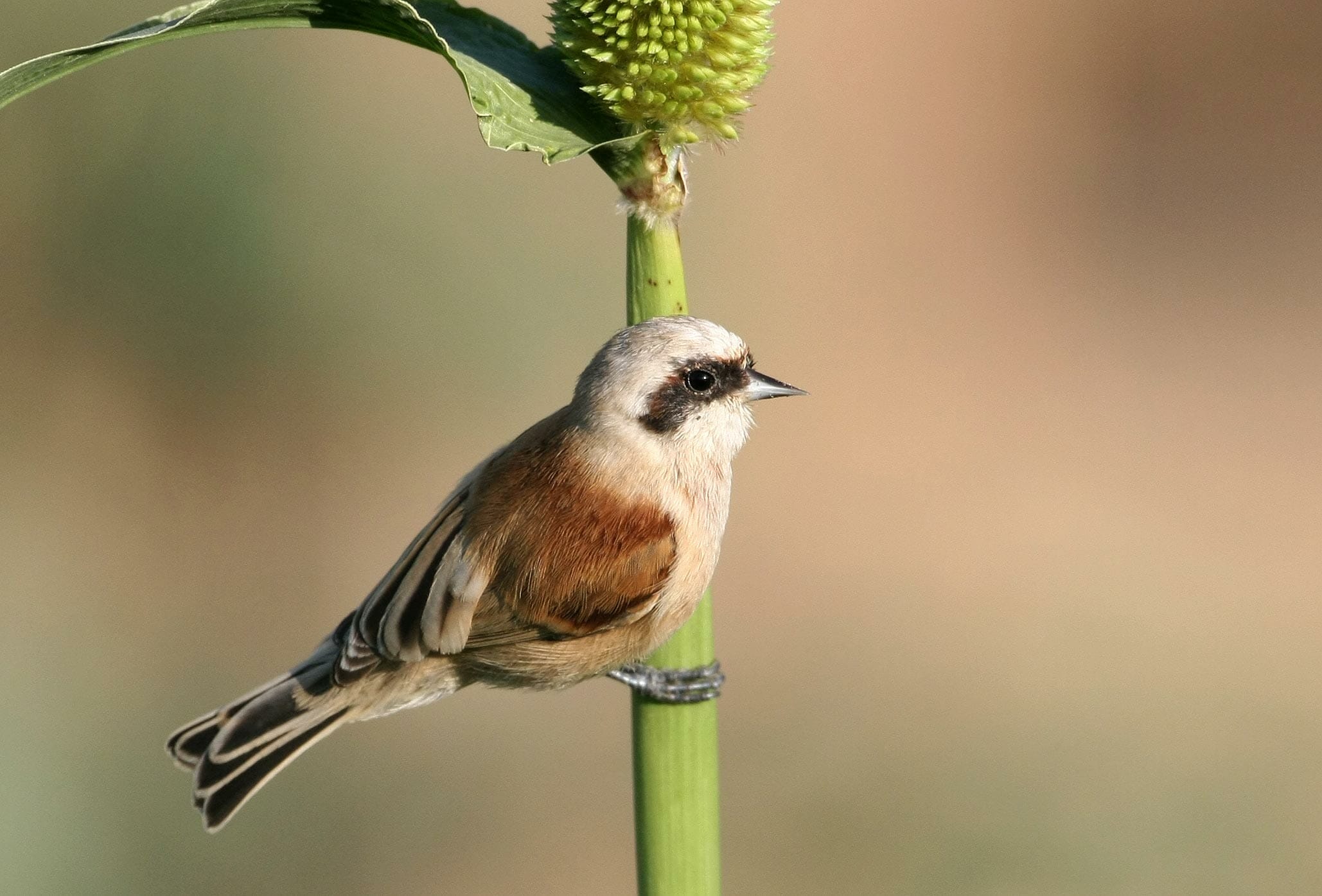 Eurasian Penduline Tit on a maize seeds