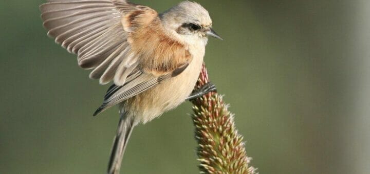 Eurasian Penduline Tit on a maize seeds