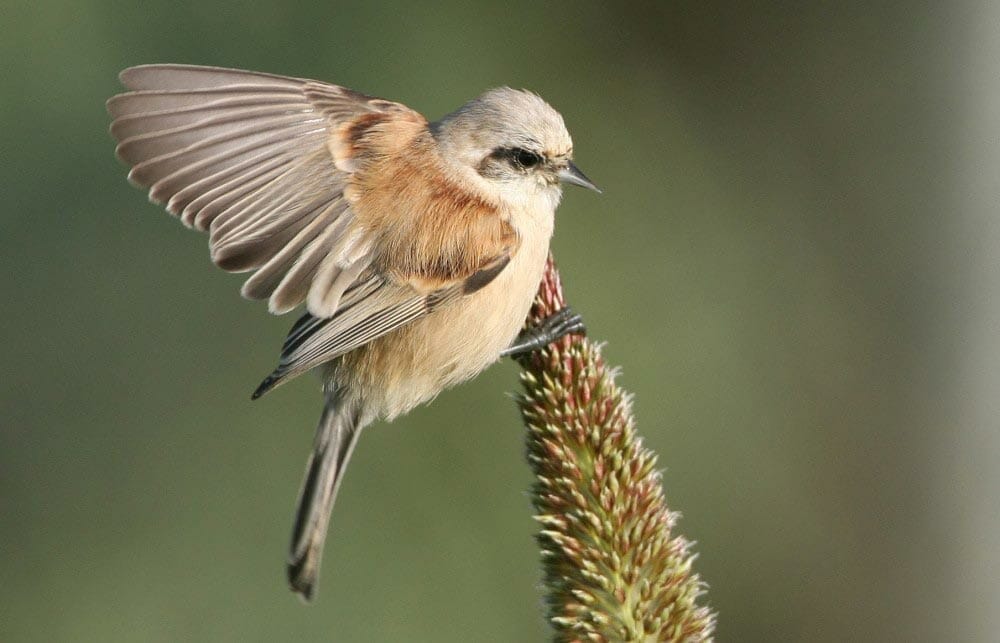 Eurasian Penduline Tit on a maize seeds