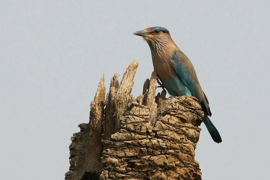 Indian Roller perching on top dead palm tree