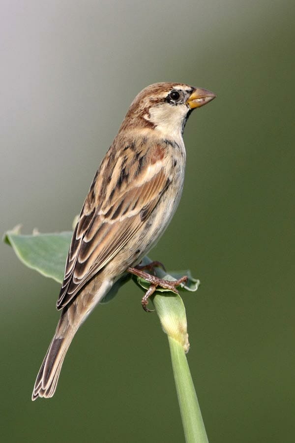 Spanish Sparrow on a maize