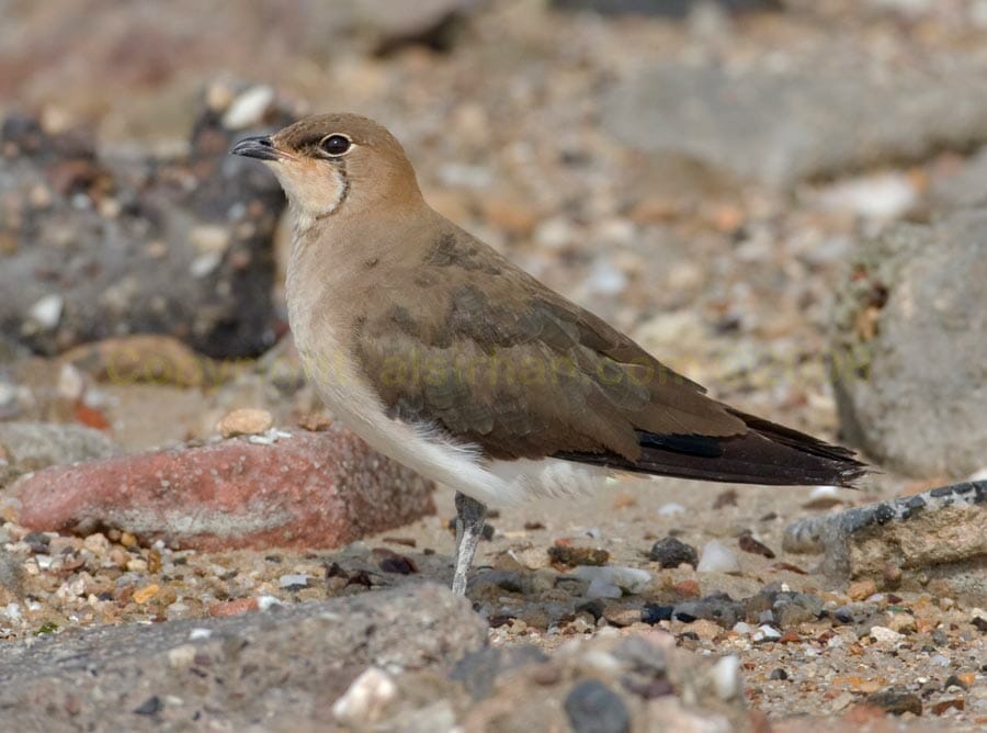 Black-winged Pratincole on the ground