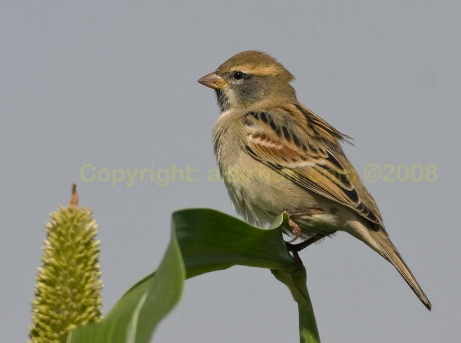 Dead Sea Sparrow perching on a maize