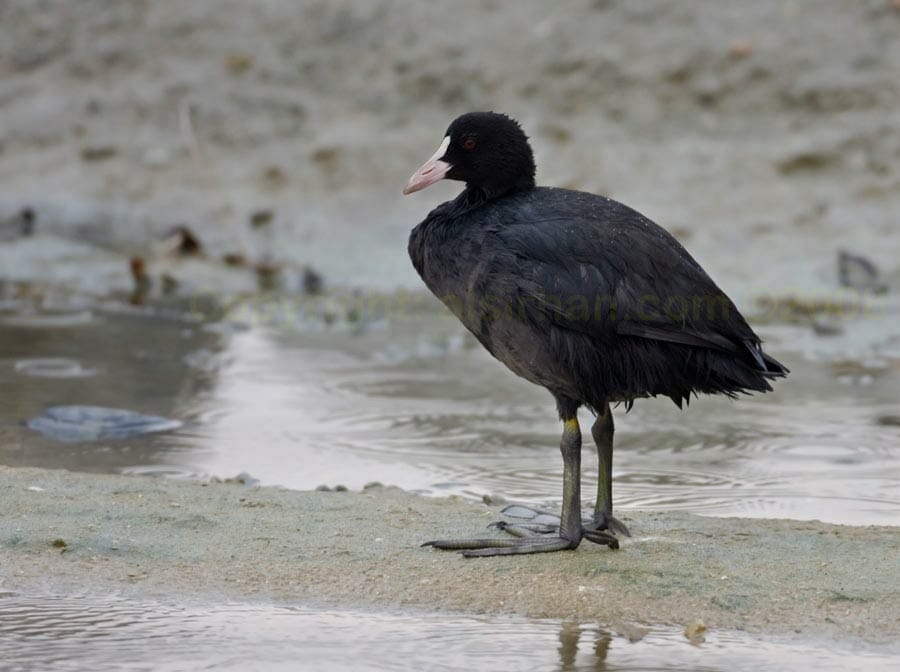 Eurasian Coot at high tide