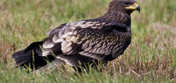 Greater Spotted Eagle perching on the ground