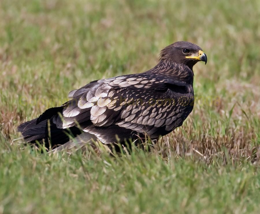 Greater Spotted Eagle perching on the ground