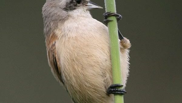 Eurasian Penduline Tit on a maize seeds