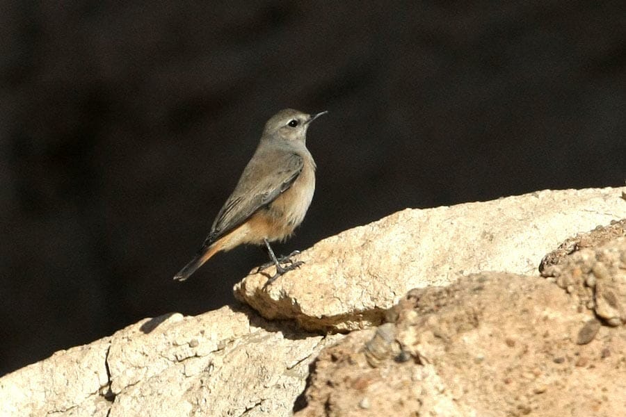Red-tailed Wheatear on a rock