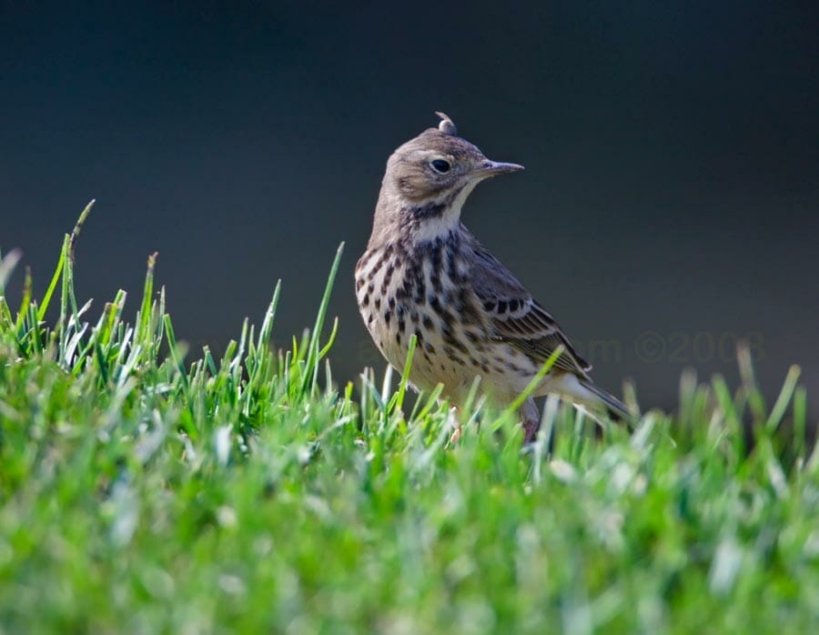 Buff-bellied Pipit