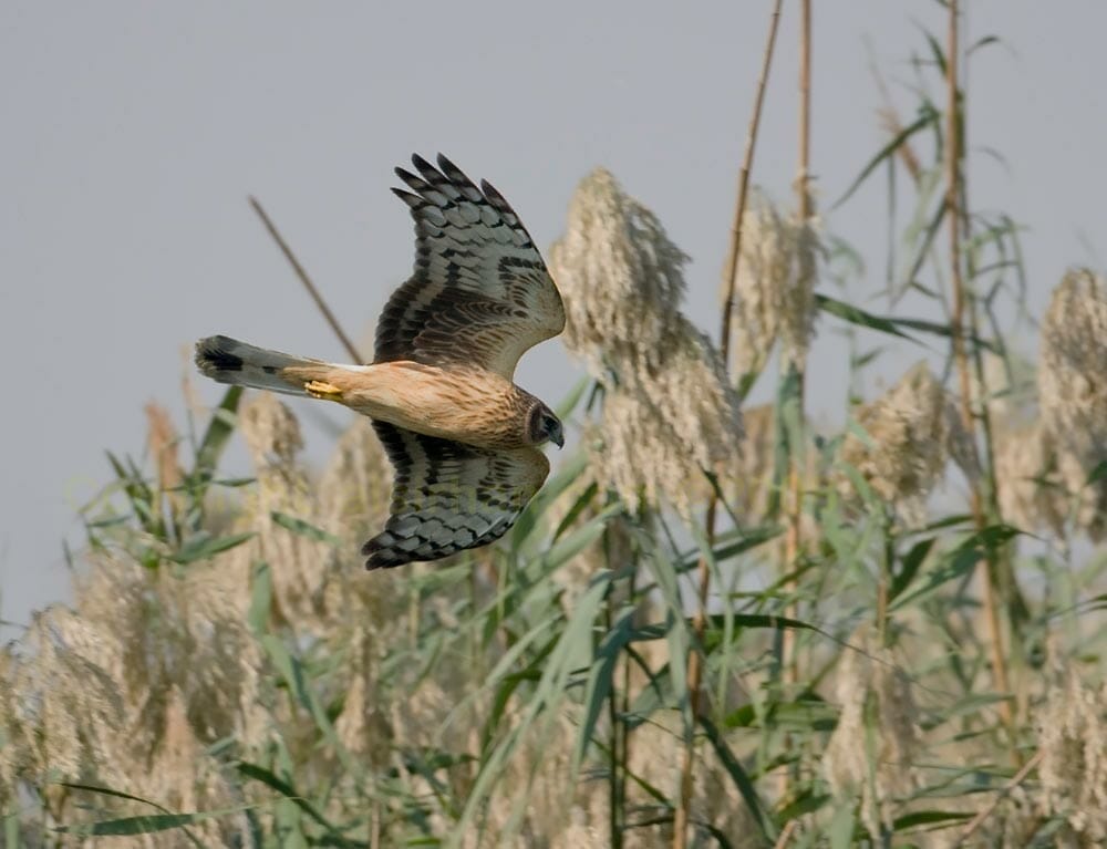 Hen Harrier