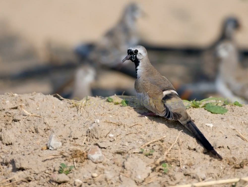 Namaqua Dove