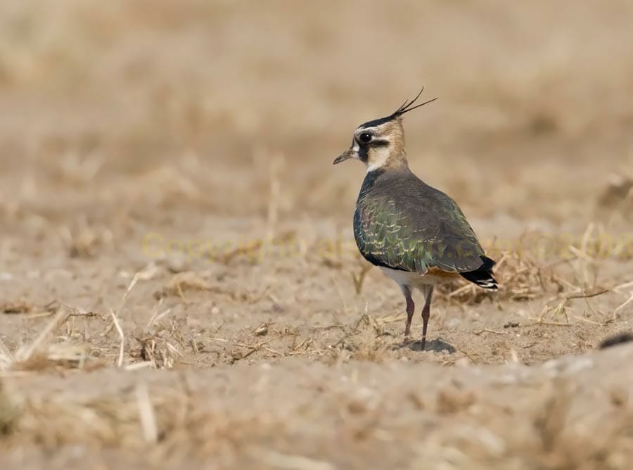 Northern Lapwing