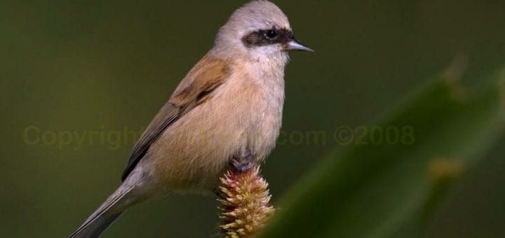 Eurasian Penduline Tit on a maize seeds