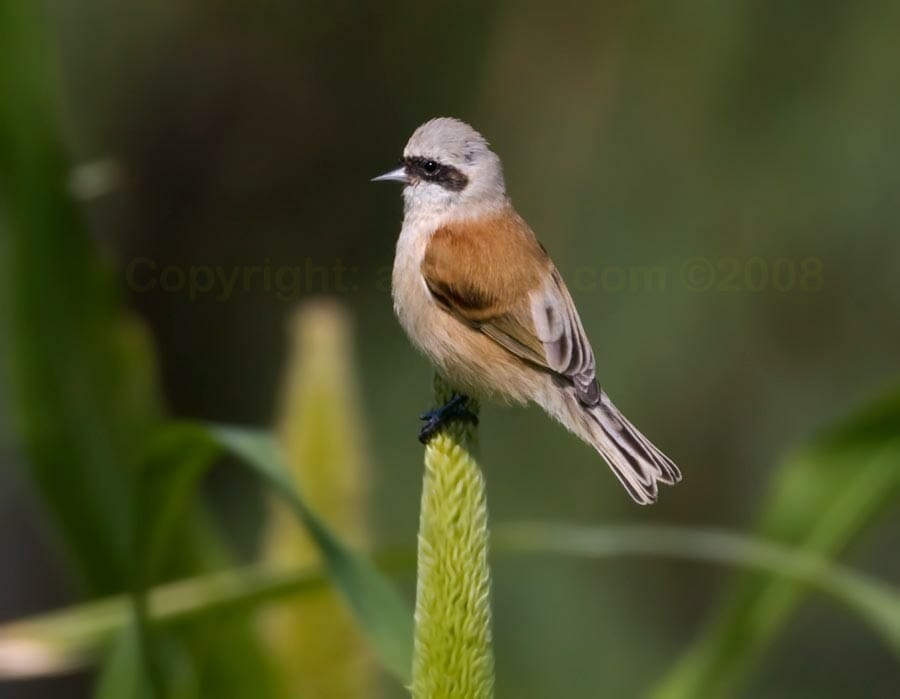 Eurasian Penduline Tit on a maize seeds