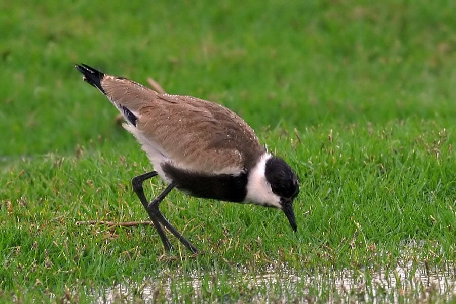 Spur-winged Lapwing feeding on grass