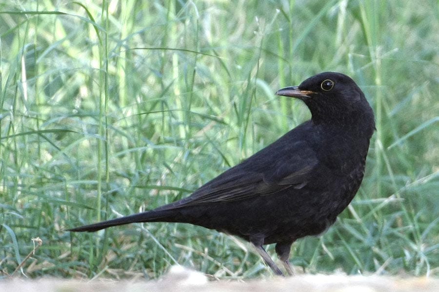 Common Blackbird on the ground