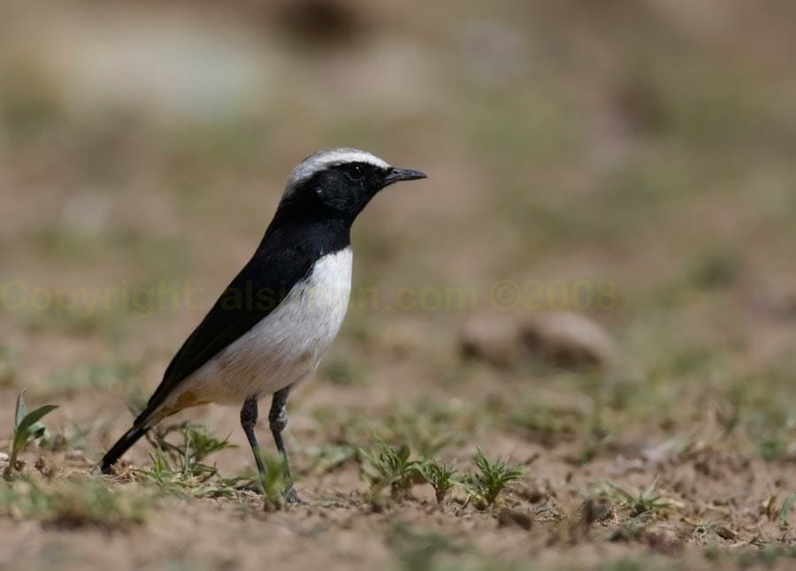 Arabian Wheatear perching on a rock